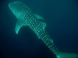 Djibouti - Whale Shark - 06